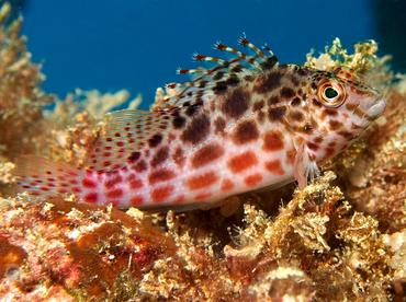 Threadfin Hawkfish - Cirrhitichthys aprinus - Palau