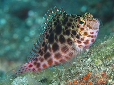 Threadfin Hawkfish - Cirrhitichthys aprinus - Bali, Indonesia