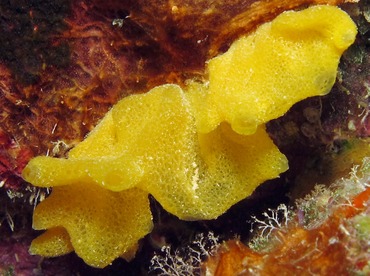 Yellow Calcareous Sponge - Arturia canariensis - Bonaire