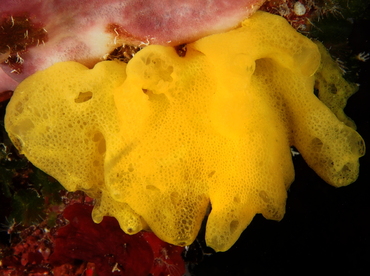 Yellow Calcareous Sponge - Arturia canariensis - Cozumel, Mexico