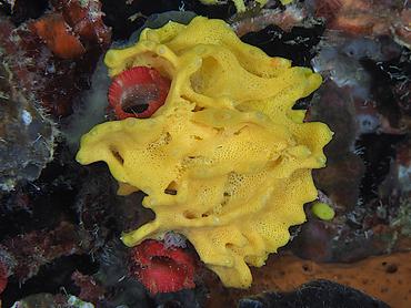 Yellow Calcareous Sponge - Clathrina lutea - British Virgin Islands