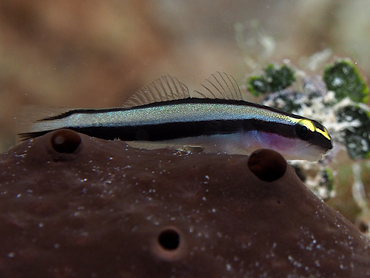 Cleaning Goby - Elacatinus genie - Turks and Caicos