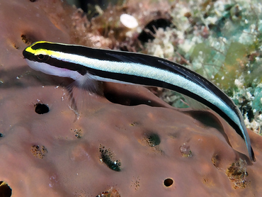 Cleaning Goby - Elacatinus genie - Turks and Caicos