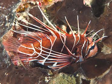 Clearfin Lionfish - Pterois radiata - Rangiroa, French Polynesia