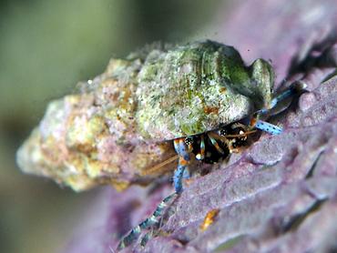 Blue-Legged Hermit Crab - Clibanarius tricolor - British Virgin Islands