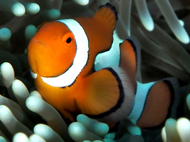 Clown Anemonefish - Amphiprion percula - Great Barrier Reef, Australia