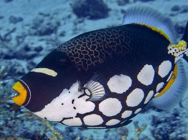 Clown Triggerfish - Balistoides conspicillum - Komodo, Indonesia