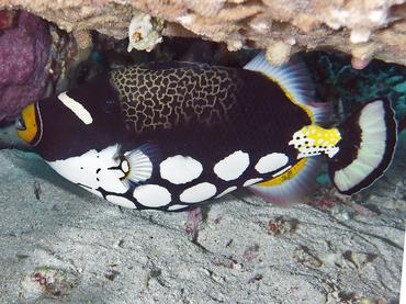 Clown Triggerfish - Balistoides conspicillum - Komodo, Indonesia