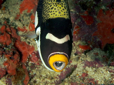 Clown Triggerfish - Balistoides conspicillum - Fiji