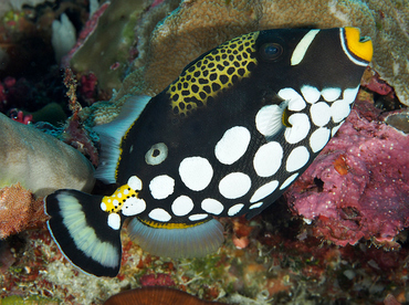 Clown Triggerfish - Balistoides conspicillum - Wakatobi, Indonesia