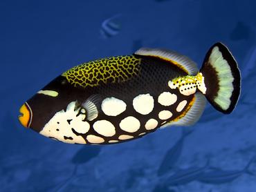 Clown Triggerfish - Balistoides conspicillum - Lombok, Indonesia