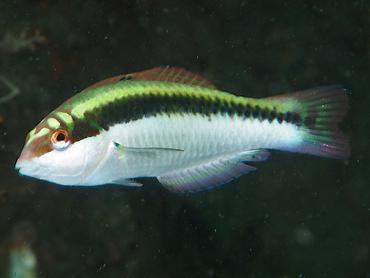 Clown Wrasse - Halichoeres maculipinna - Blue Heron Bridge, Florida