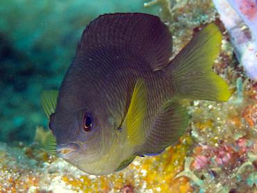Caribbean Cocoa Damselfish - Stegastes xanthurus - British Virgin Islands