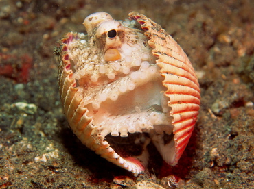 Coconut Octopus - Amphioctopus marginatus - Lembeh Strait, Indonesia