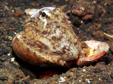 Coconut Octopus - Amphioctopus marginatus - Lembeh Strait, Indonesia