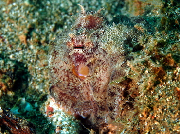 Coconut Octopus - Amphioctopus marginatus - Anilao, Philippines