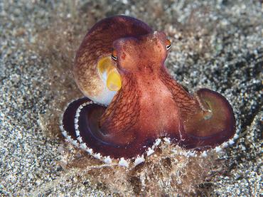 Coconut Octopus - Amphioctopus marginatus - Komodo, Indonesia