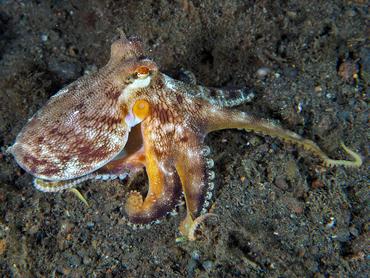 Coconut Octopus - Amphioctopus marginatus - Komodo, Indonesia