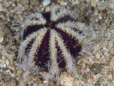 Collector Urchin - Tripneustes gratilla - Komodo, Indonesia