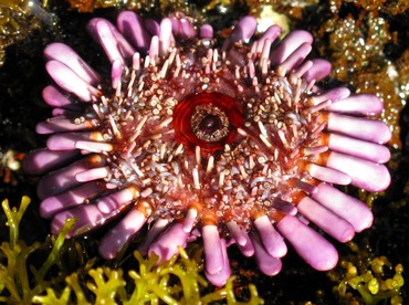 Shingle Sea Urchin - Colobocentrotus atratus - Maui, Hawaii