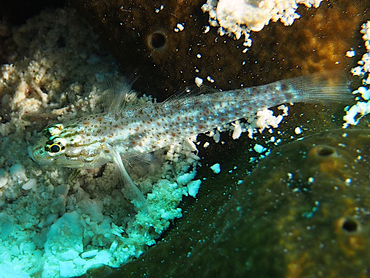 Colon Goby - Coryphopterus dicrus - Cozumel, Mexico