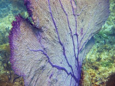 Common Sea Fan - Gorgonia ventalina - Bimini, Bahamas