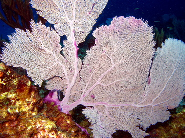Common Sea Fan - Gorgonia ventalina - Grand Cayman