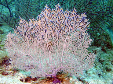 Common Sea Fan - Gorgonia ventalina - Nassau, Bahamas