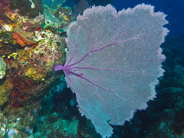 Common Sea Fan - Gorgonia ventalina - Turks and Caicos