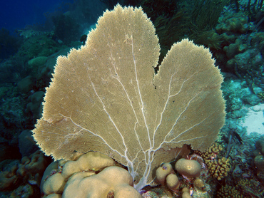 Common Sea Fan - Gorgonia ventalina - Bonaire