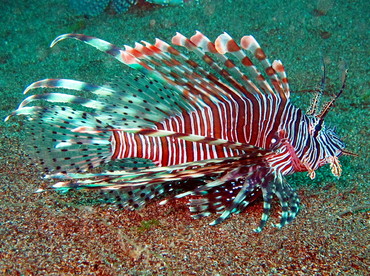 Red Lionfish - Pterois volitans - Dumaguete, Philippines
