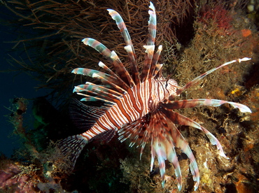 Red Lionfish - Pterois volitans - Lembeh Strait, Indonesia