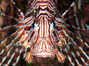 Red Lionfish - Pterois volitans - Eleuthera, Bahamas