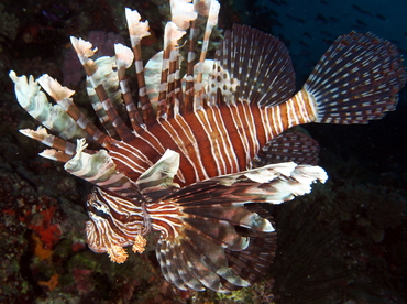 Red Lionfish - Pterois volitans - Fiji