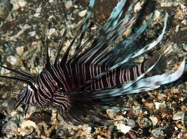 Red Lionfish - Pterois volitans - Bali, Indonesia