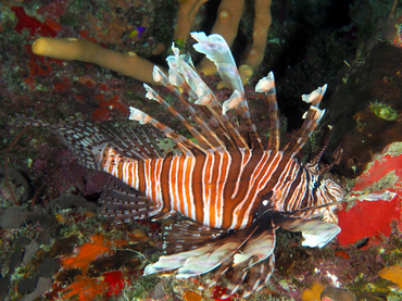 Red Lionfish - Pterois volitans - Turks and Caicos