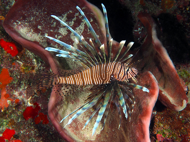 Red Lionfish - Pterois volitans - Turks and Caicos