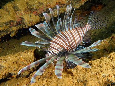Red Lionfish - Pterois volitans - Bonaire