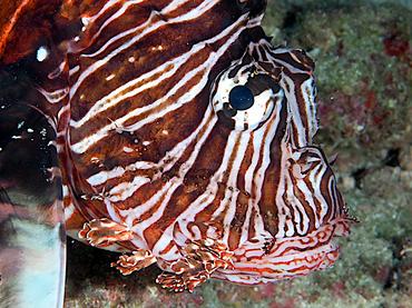 Red Lionfish - Pterois volitans - Palm Beach, Florida
