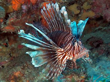Red Lionfish - Pterois volitans - Palm Beach, Florida