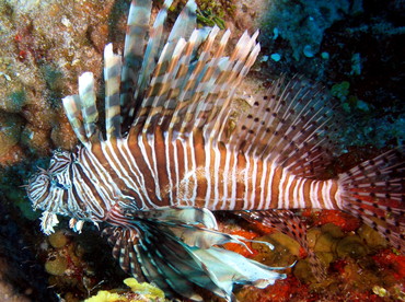 Red Lionfish - Pterois volitans - Nassau, Bahamas