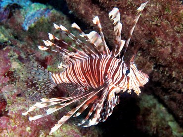 Red Lionfish - Pterois volitans - Yap, Micronesia