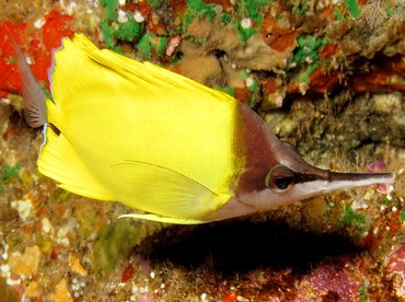 Longnose Butterflyfish - Forcipiger flavissimus - Lanai, Hawaii