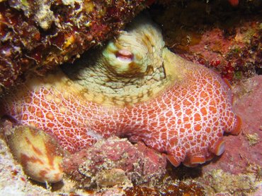 Common Octopus - Octopus vulgaris - Roatan, Honduras