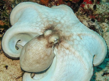 Common Octopus - Octopus vulgaris - Cozumel, Mexico