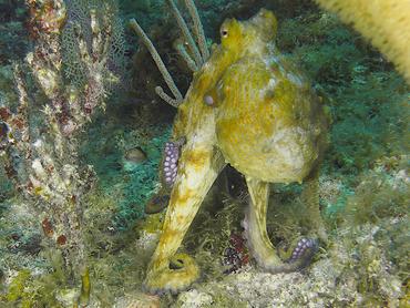 Common Octopus - Octopus vulgaris - British Virgin Islands