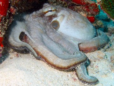 Common Octopus - Octopus vulgaris - Aruba