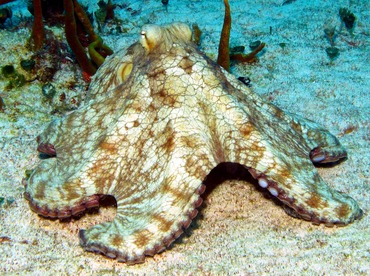 Common Octopus - Octopus vulgaris - Cozumel, Mexico