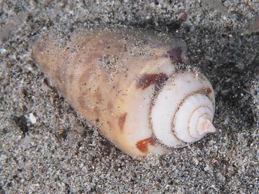 Strawberry Conch - Conomurex luhuanus - Komodo, Indonesia