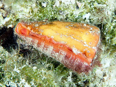 Carrot Cone - Conus daucus - Turks and Caicos